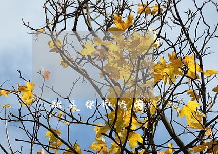 献县律师咨询 献县律师咨询