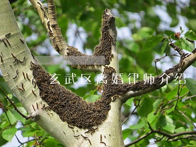 玄武区离婚律师介绍 玄武区离婚律师介绍