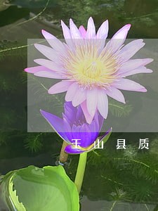 玉山县质押合同律师推荐