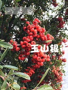玉山银行信用卡逾期几个月