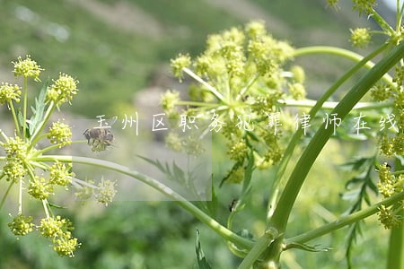 玉州区职务犯罪律师在线免费咨询 玉州区职务犯罪律师在线免费咨询