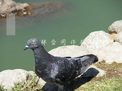 玉林合同诈骗律师电话 玉林合同诈骗律师电话
