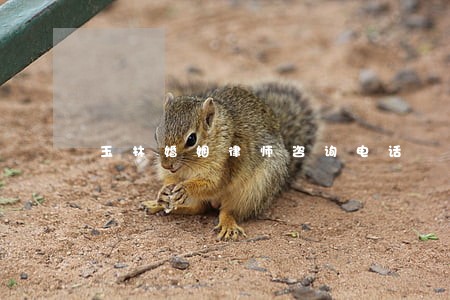 玉林婚姻律师咨询电话