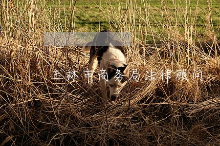 玉林市商务局法律顾问