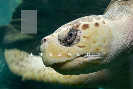 玉林市法院招聘
