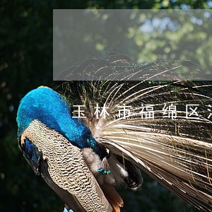 玉林市福绵区法律援助 玉林市福绵区法律援助