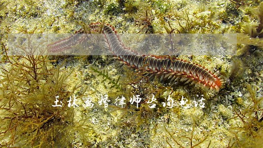 玉林离婚律师咨询电话 玉林离婚律师咨询电话