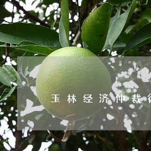 玉林经济仲裁律师网 玉林经济仲裁律师网