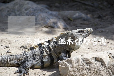 玉林遗产继承律师咨询
