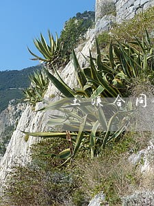 玉溪合同律师如何委托