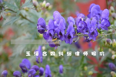 玉溪合同纠纷律师报价 玉溪合同纠纷律师报价