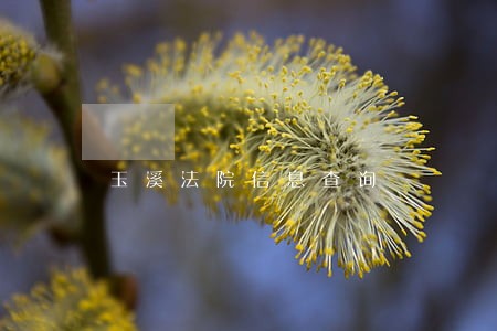 玉溪法院信息查询 玉溪法院信息查询
