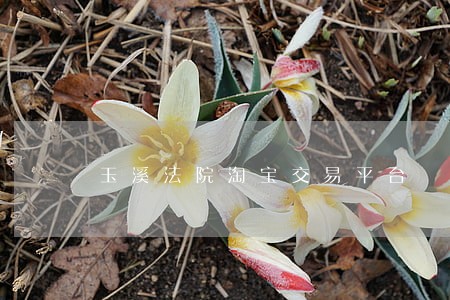 玉溪法院淘宝交易平台