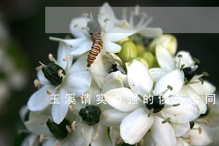 玉溪请实力强的债务合同律师团队