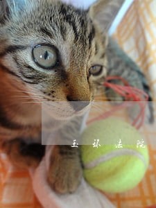 玉环法院行政庭庭长 玉环法院行政庭庭长