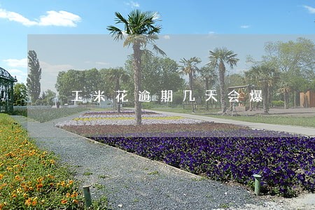 玉米花逾期几天会爆 玉米花逾期几天会爆