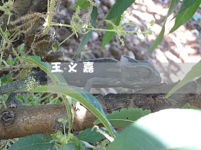 王义嘉 王义嘉