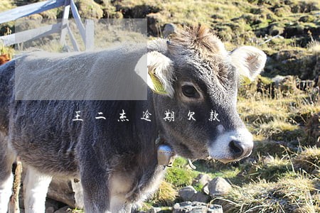 王二杰逾期欠款 王二杰逾期欠款