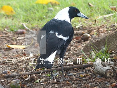 王先生谈信用卡逾期 王先生谈信用卡逾期