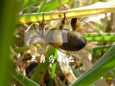 王勇劳动法 王勇劳动法