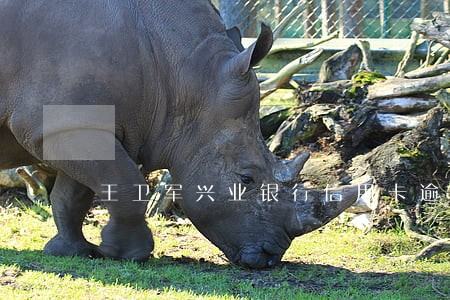 王卫军兴业银行信用卡逾期 王卫军兴业银行信用卡逾期