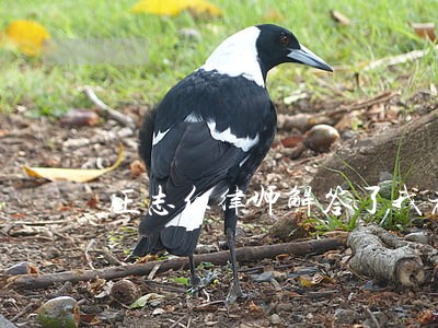 王志红律师解答了我老公开黑车