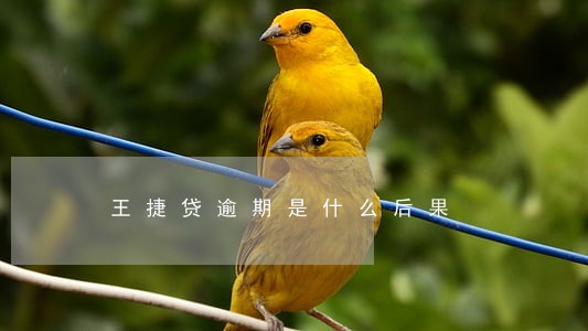 王捷贷逾期是什么后果