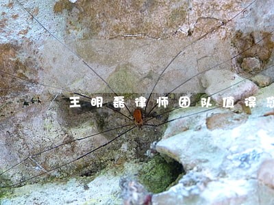 王明磊律师团队值得您选择 王明磊律师团队值得您选择