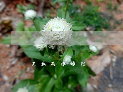 王春花律师网 王春花律师网
