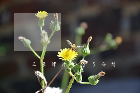 王晨律师解答了你好 王晨律师解答了你好