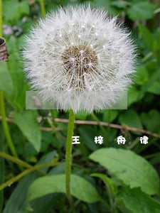 王梓舟律师解答了您好医生 王梓舟律师解答了您好医生