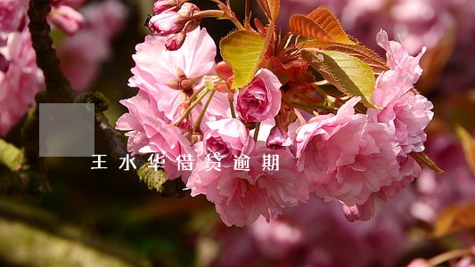 王水华借贷逾期 王水华借贷逾期