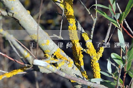王祎然律师解答了遭遇网暴 王祎然律师解答了遭遇网暴