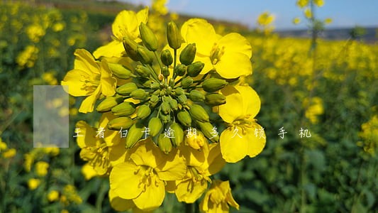 王者白卡逾期多久锁手机 王者白卡逾期多久锁手机