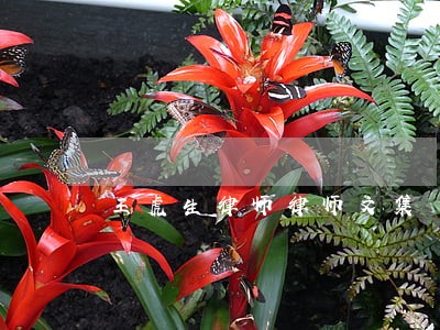 王虎生律师律师文集 王虎生律师律师文集