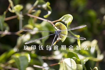 玖印钱包逾期会怎么样 玖印钱包逾期会怎么样