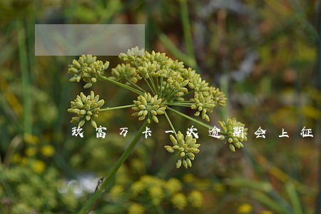 玖富万卡一次逾期会上征信吗 玖富万卡一次逾期会上征信吗