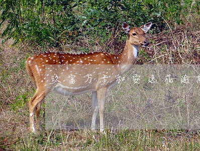 玖富万卡和安逸花逾期 玖富万卡和安逸花逾期