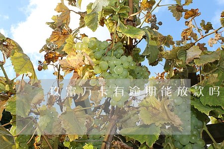 玖富万卡有逾期能放款吗 玖富万卡有逾期能放款吗