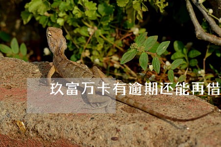 玖富万卡有逾期还能再借吗 玖富万卡有逾期还能再借吗