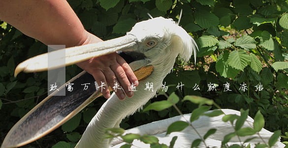 玖富万卡未逾期为什么额度冻结 玖富万卡未逾期为什么额度冻结