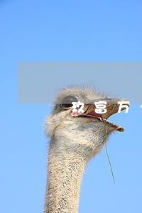 玖富万卡的逾期还款日 玖富万卡的逾期还款日