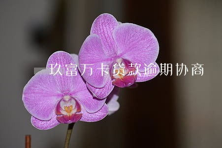 玖富万卡贷款逾期协商 玖富万卡贷款逾期协商