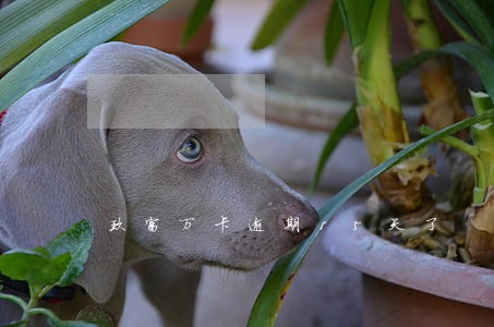 玖富万卡逾期15天了