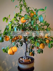 玖富万卡逾期180天 玖富万卡逾期180天