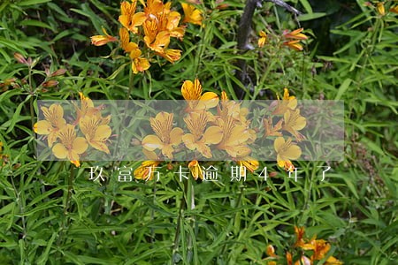 玖富万卡逾期4年了 玖富万卡逾期4年了