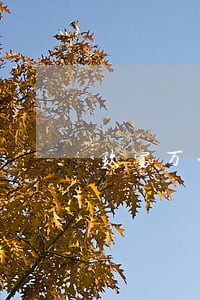 玖富万卡逾期5天 玖富万卡逾期5天