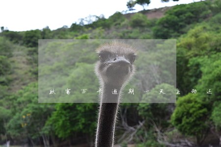 玖富万卡逾期一天主动还不了