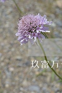 玖富万卡逾期一年会不会找上门 玖富万卡逾期一年会不会找上门