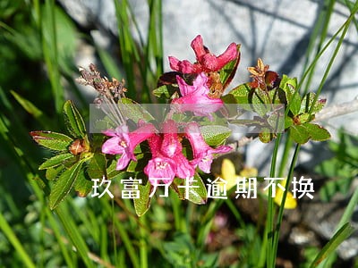 玖富万卡逾期不换 玖富万卡逾期不换
